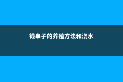 钱串子的养殖方法 (钱串子的养殖方法和浇水)