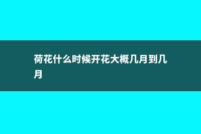 菊花什么时候开 (荷花什么时候开花大概几月到几月)