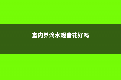 室内怎样养滴水观音 (室内养滴水观音花好吗)