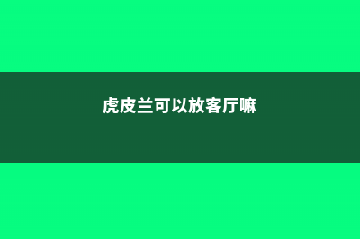 虎皮兰可以放客厅吗 (虎皮兰可以放客厅嘛)