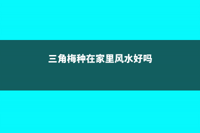 家里种三角梅风水好吗 (三角梅种在家里风水好吗)