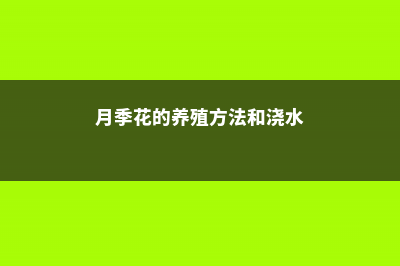 月季花的养殖方法 (月季花的养殖方法和浇水)