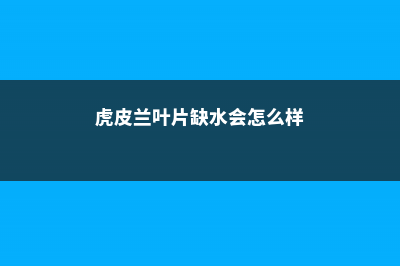 虎皮兰叶片缺水的信号 (虎皮兰叶片缺水会怎么样)