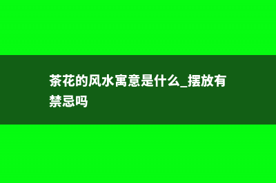 茶花的风水寓意是什么 (茶花的风水寓意是什么 摆放有禁忌吗)