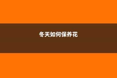 冬天养花怎样保温 (冬天如何保养花)