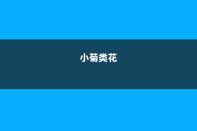 这种小菊花，省心还好看，新手也能养成大花球！ (小菊类花)