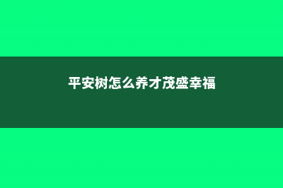 平安树怎么养才茂盛 (平安树怎么养才茂盛幸福)