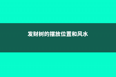 发财树的摆放位置 (发财树的摆放位置和风水)