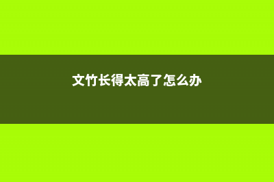 文竹个子越矮越值钱，养成土肥圆，竟能卖出10000元！ (文竹长得太高了怎么办)