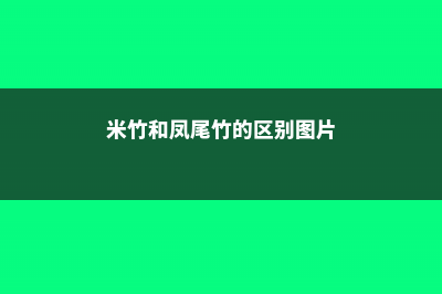 米竹和凤尾竹的区别 (米竹和凤尾竹的区别图片)