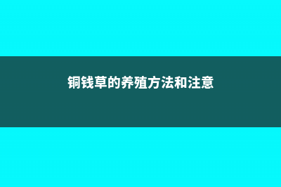 铜钱草的养殖方法 (铜钱草的养殖方法和注意)