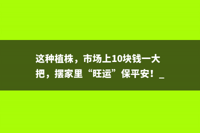 这种植株，市场上10块钱一大把，摆家里“旺运”保平安！ 