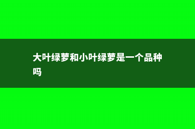 大叶绿萝和小叶绿萝有何区别 (大叶绿萝和小叶绿萝是一个品种吗)