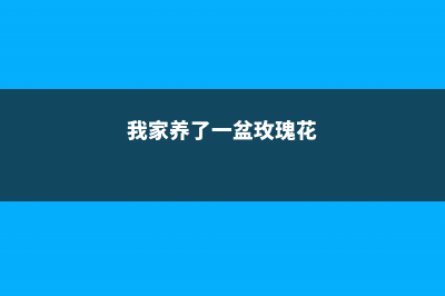 我家养了3盆花，好看耐养不说，还能“旺运”！ (我家养了一盆玫瑰花)