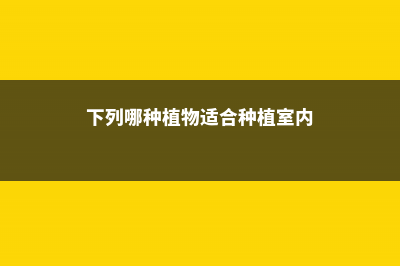 这种植株最适合“懒人”养，1个月下来浇点水，长满盆不说还满屋清香！ (下列哪种植物适合种植室内)