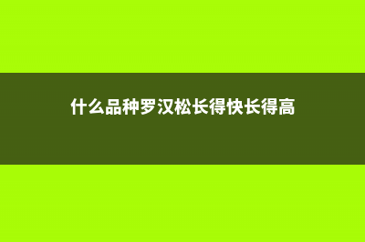 什么品种罗汉松最贵 (什么品种罗汉松长得快长得高)