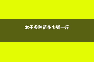 太子参种子多少一斤 (太子参种苗多少钱一斤)