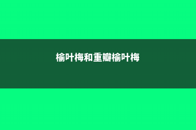 重瓣榆叶梅和桃花的区别 (榆叶梅和重瓣榆叶梅)