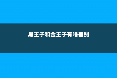 黑王子和罗密欧的区别 (黑王子和金王子有啥差别)