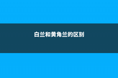 白兰和黄角兰的区别 (白兰和黄角兰的区别)