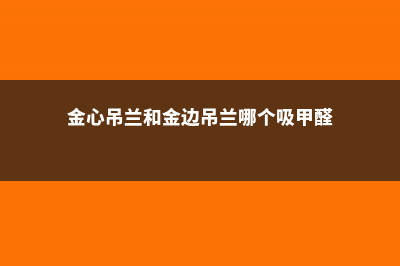 金心吊兰和金边吊兰的区别 (金心吊兰和金边吊兰哪个吸甲醛)