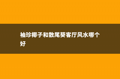 袖珍椰子和散尾葵的区别 (袖珍椰子和散尾葵客厅风水哪个好)