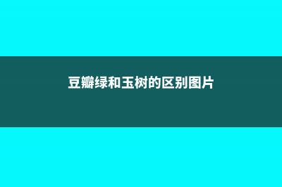 豆瓣绿和玉树的区别 (豆瓣绿和玉树的区别图片)