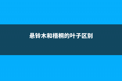 悬铃木和梧桐的区别 (悬铃木和梧桐的叶子区别)