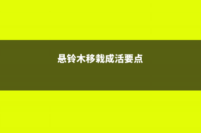 悬铃木栽培养护方法 (悬铃木移栽成活要点)