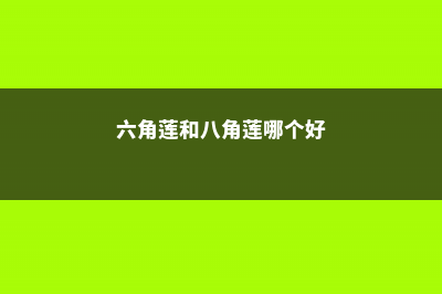 六角莲和八角莲的区别 (六角莲和八角莲哪个好)