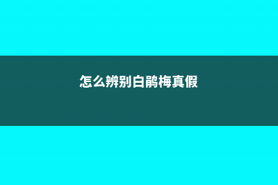 怎么辨别白鹃梅 (怎么辨别白鹃梅真假)