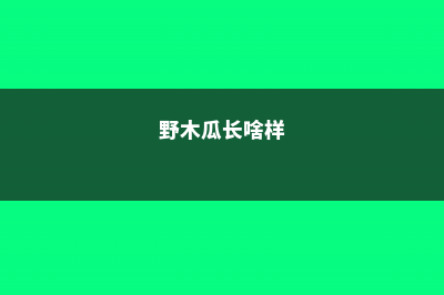 野木瓜就是银缕梅吗 (野木瓜长啥样)