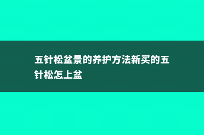 五针松盆景的养护方法 (五针松盆景的养护方法新买的五针松怎上盆)