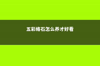 五彩络石花期 (五彩络石怎么养才好看)