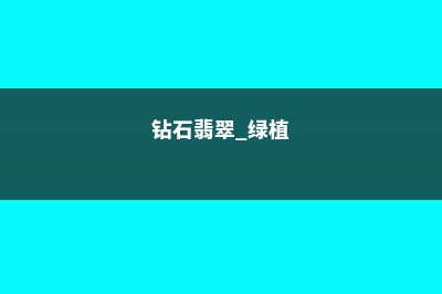 钻石翡翠植物注意事项 (钻石翡翠 绿植)