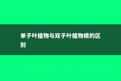 单子叶植物与双子叶植物区别 (单子叶植物与双子叶植物根的区别)