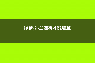 绿萝吊兰养够了？不如养盆“碧玉”，浇点水叶子就能油亮亮 (绿萝,吊兰怎样才能爆盆)