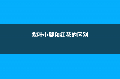 紫叶小檗和红花檵木的区别 (紫叶小檗和红花的区别)