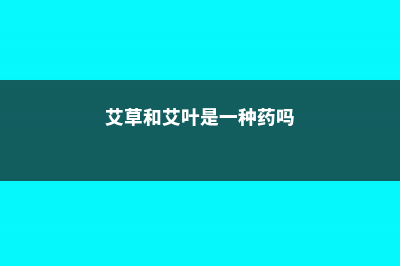 艾叶草和艾草的区别 (艾草和艾叶是一种药吗)