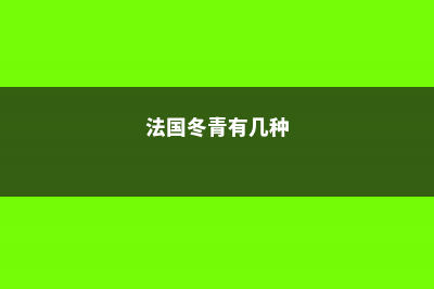 法国冬青和冬青的区别 (法国冬青有几种)