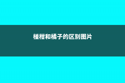 椪柑和橘子的区别 (椪柑和橘子的区别图片)