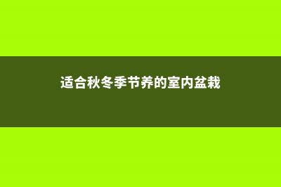 秋冬就得养盆大型花，高端大气又镇宅，1盆能养20年！ (适合秋冬季节养的室内盆栽)