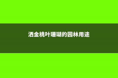 桃叶珊瑚和洒金珊瑚的区别是什么 (洒金桃叶珊瑚的园林用途)