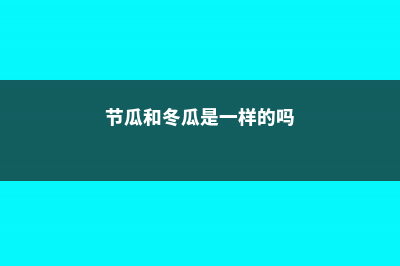 节瓜和冬瓜的区别 (节瓜和冬瓜是一样的吗)