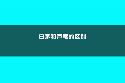 白茅和芦苇的区别 (白茅和芦苇的区别)