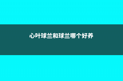 心叶球兰和亚龙木的区别 (心叶球兰和球兰哪个好养)