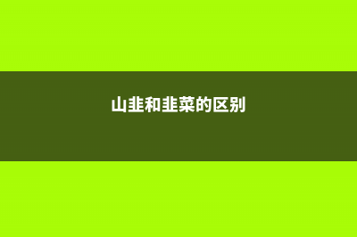 山韭和野韭的区别 (山韭和韭菜的区别)