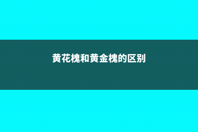 黄花槐和黄槐的区别 (黄花槐和黄金槐的区别)