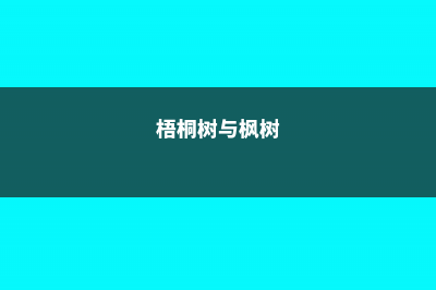 枫树和梧桐的区别 (梧桐树与枫树)