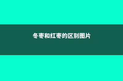 冬枣和红枣的区别 (冬枣和红枣的区别图片)